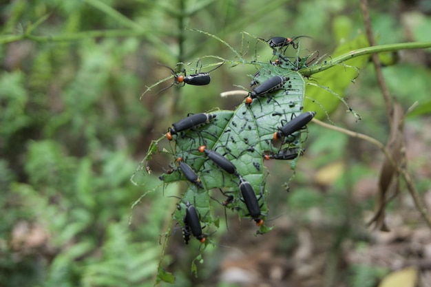 Photo close-up of insect on leaf