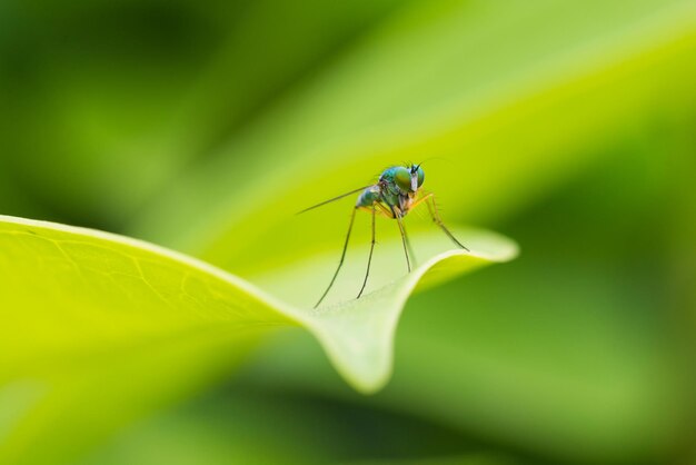 Close-up of insect on leaf