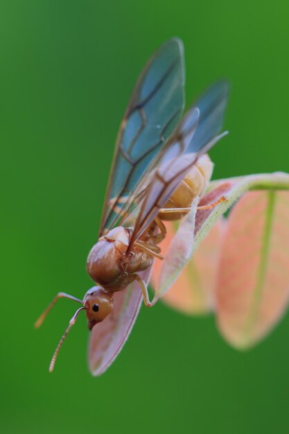 Photo close-up of insect on leaf