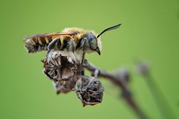 Photo close-up of insect on leaf