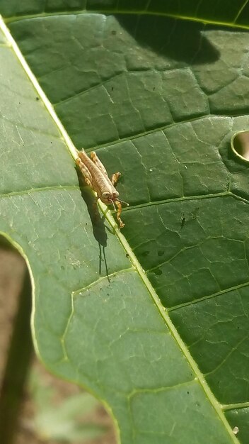 Close-up of insect on leaf