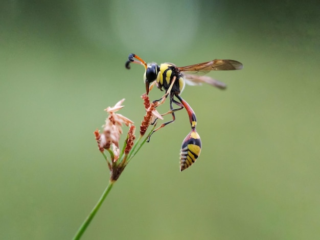 Photo close-up of insect on leaf