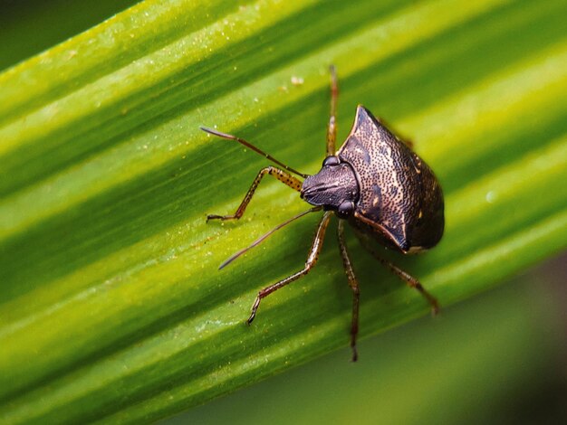 Close-up of insect on leaf