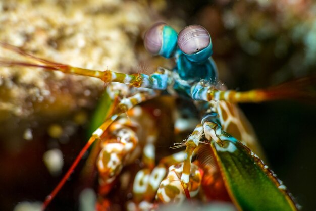 Photo close-up of insect on leaf