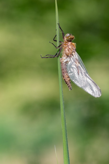 Photo close-up of insect on leaf