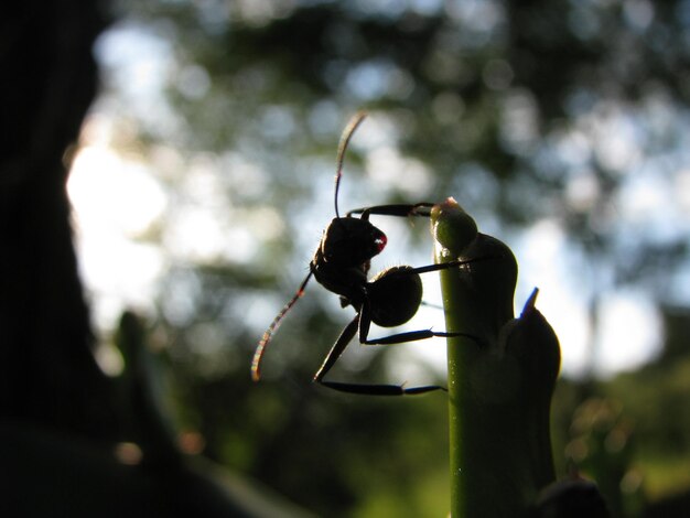 Photo close-up of insect on leaf