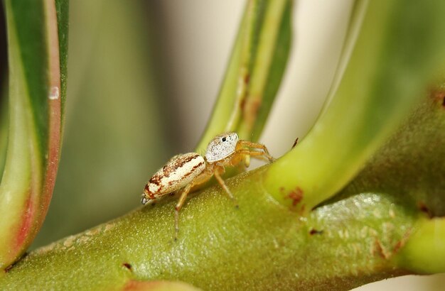 Close-up of insect on leaf