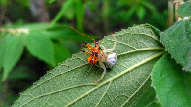 Close-up of insect on leaf