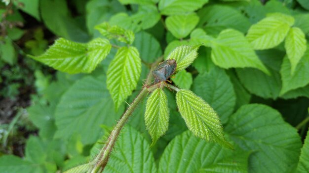 Close-up of insect on leaf