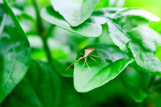 Close-up of insect on leaf