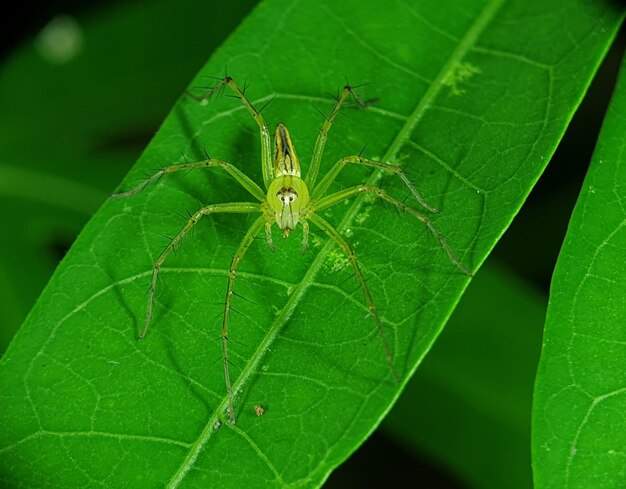 Close-up of insect on leaf