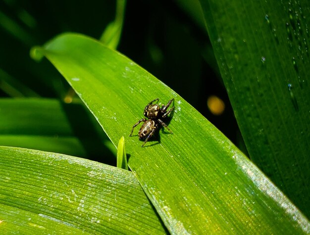 Close-up of insect on leaf