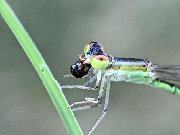 Close-up of insect on leaf