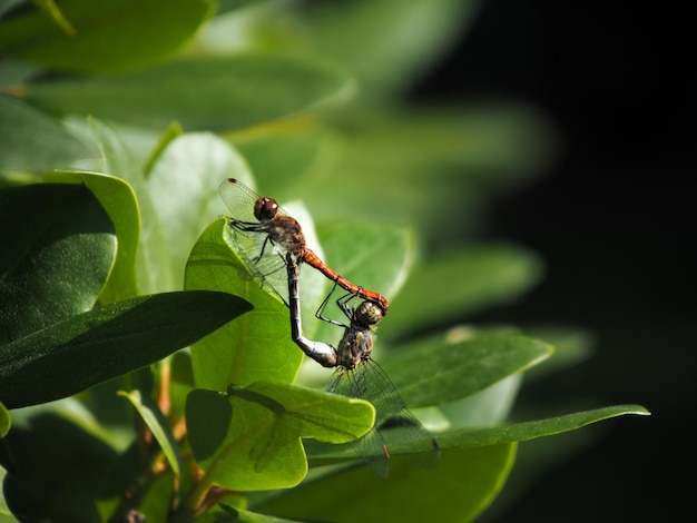 Close-up of insect on leaf