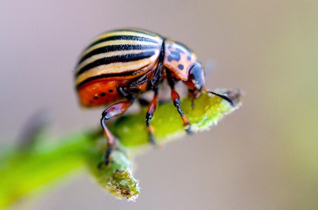 Close-up of insect on leaf