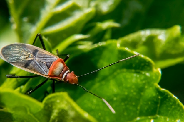 Close-up of insect on leaf