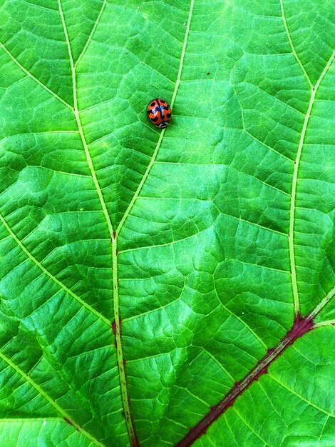 Close-up of insect on leaf