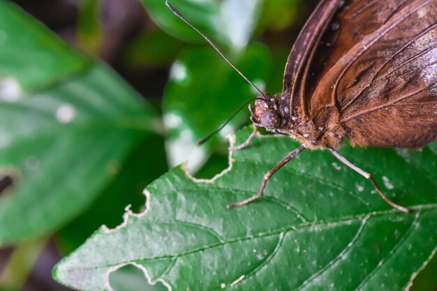 Close-up of insect on leaf