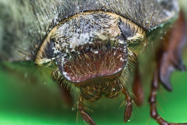 Photo close-up of insect on leaf