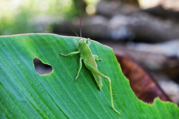 Close-up of insect on leaf