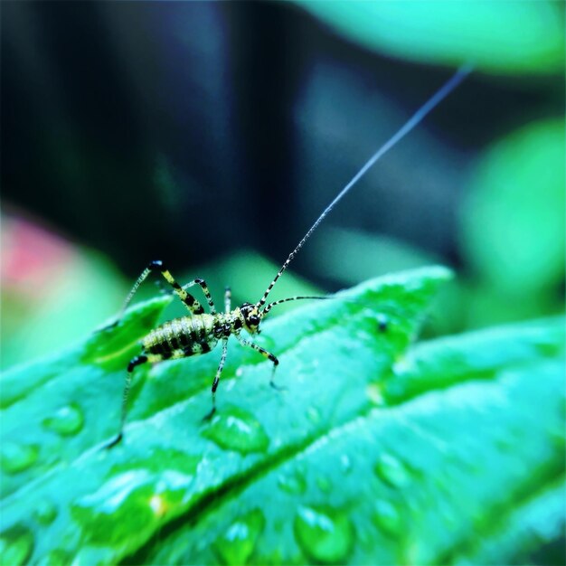 Close-up of insect on leaf