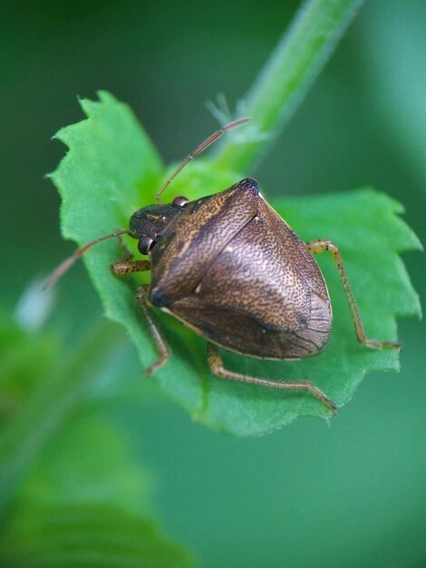 Close-up of insect on leaf