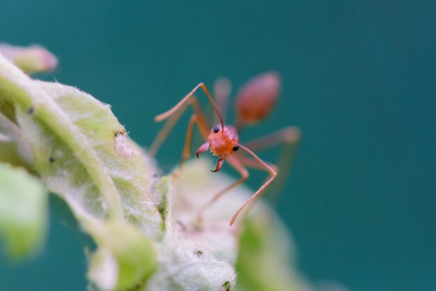 Close-up of insect on leaf