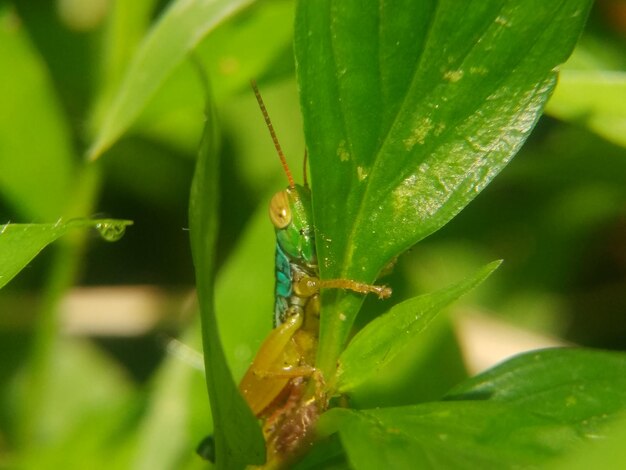 Close-up of insect on leaf