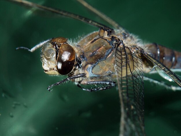 Close-up of insect on leaf