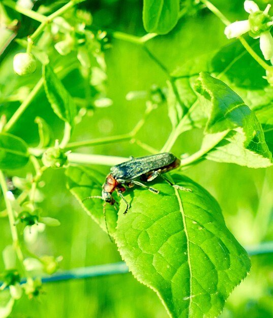 Photo close-up of insect on leaf