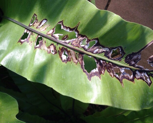 Close-up of insect on leaf