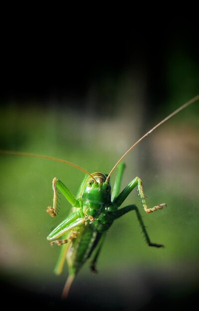 Close-up of insect on leaf