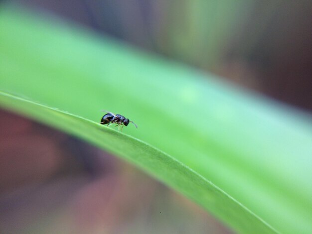 Close-up of insect on leaf