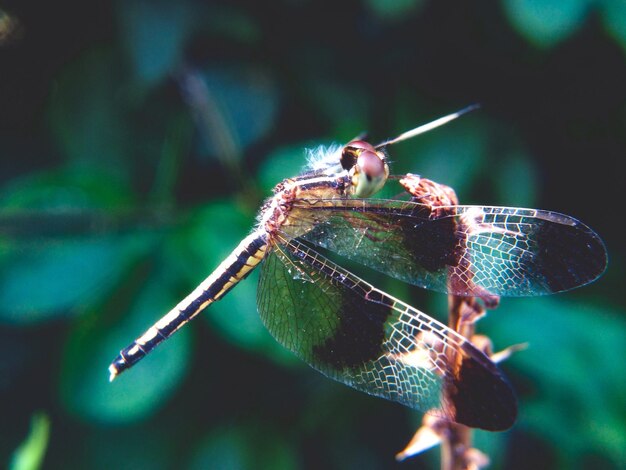 Photo close-up of insect on leaf