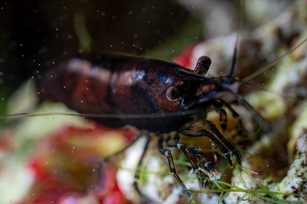 Photo close-up of insect on leaf