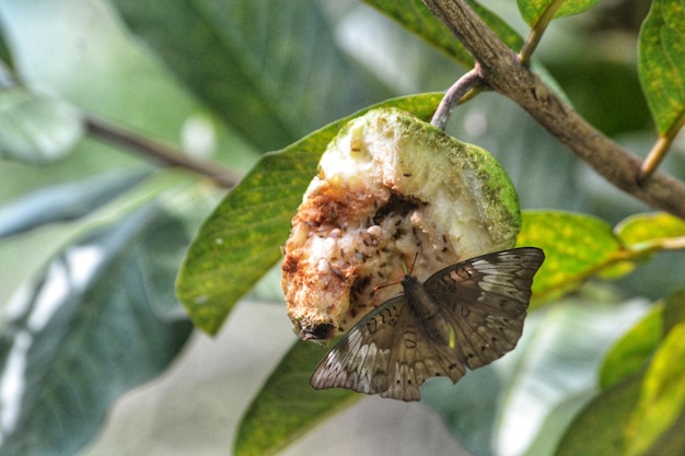 Close-up of insect on leaf