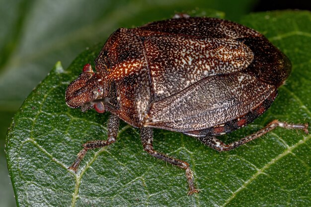 Close-up of insect on leaf