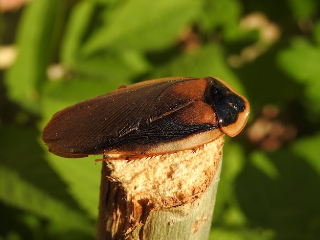 Close-up of insect on leaf