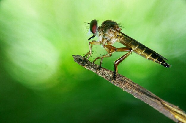 Close-up of insect on leaf