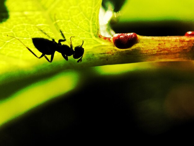 Close-up of insect on leaf