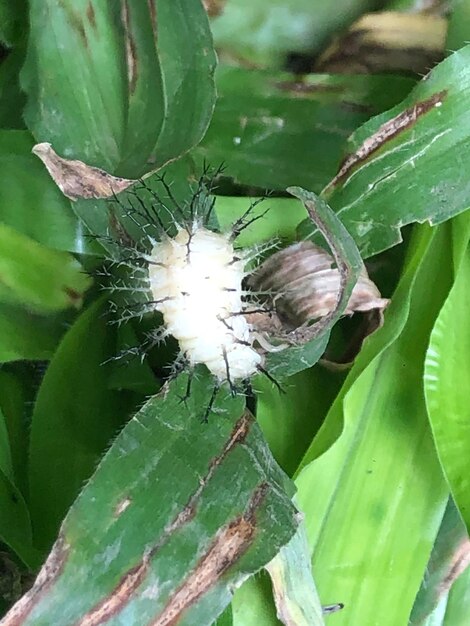 Close-up of insect on leaf