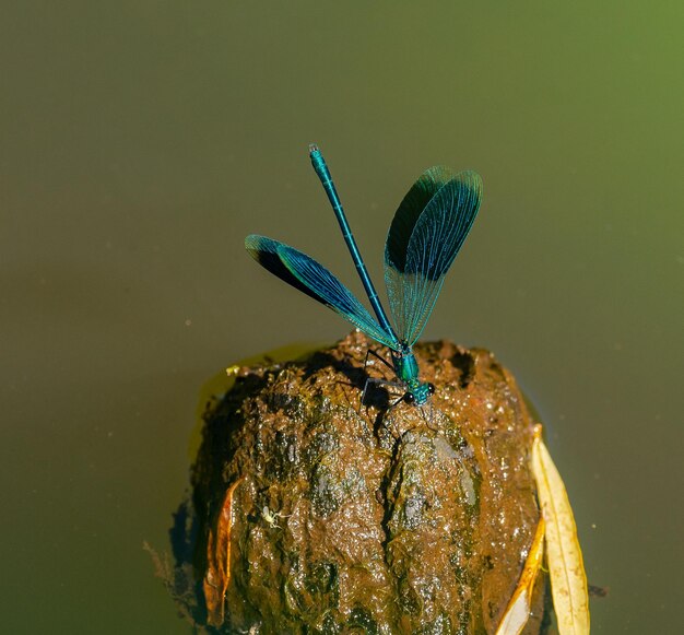 Photo close-up of insect on leaf