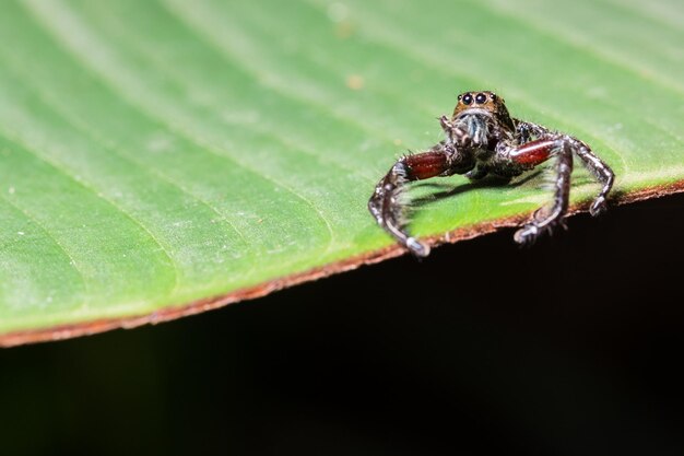 Close-up of insect on leaf