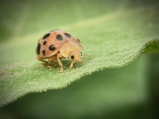 Close-up of insect on leaf