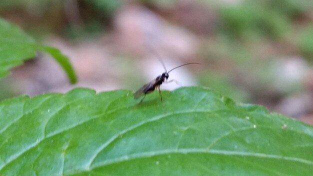 Close-up of insect on leaf