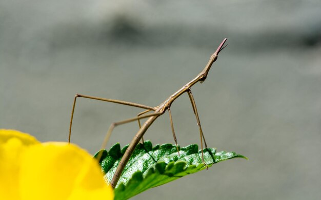 Close-up of insect on leaf