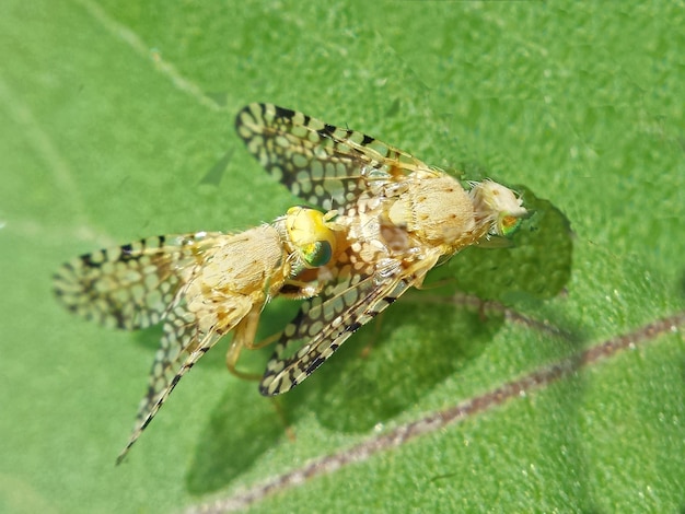 Photo close-up of insect on leaf