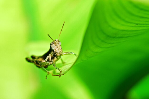 Close-up of insect on leaf