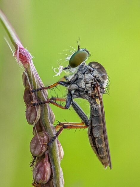 Photo close-up of insect on leaf