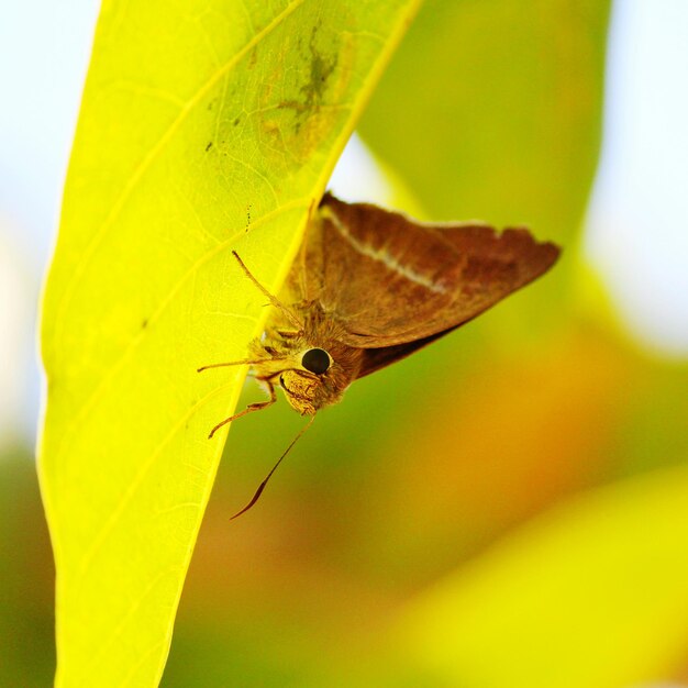 Close-up of insect on leaf